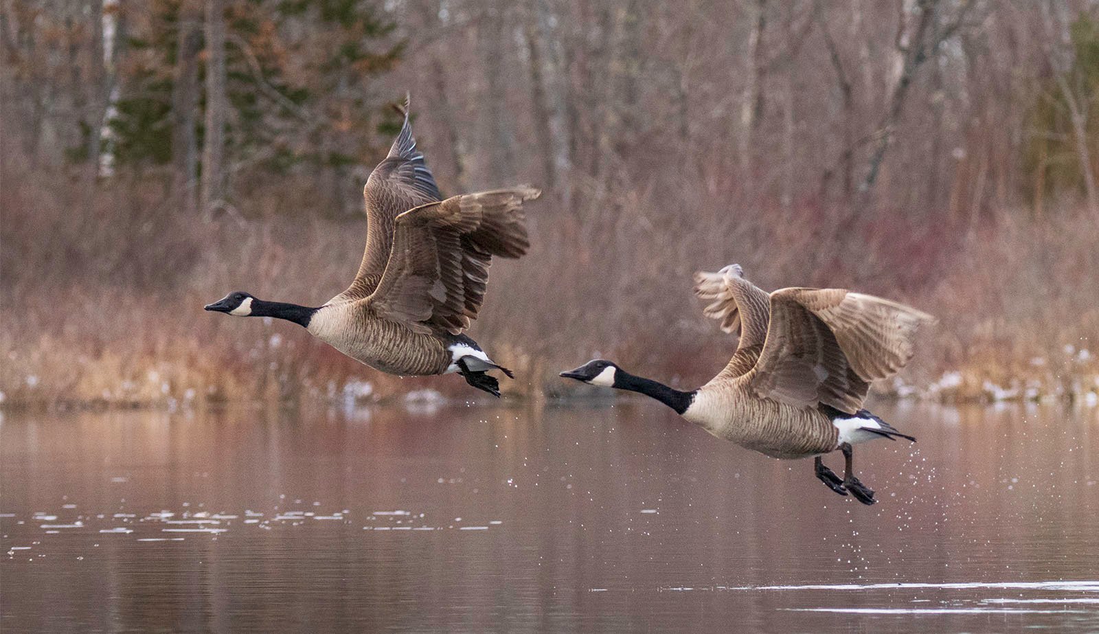 Two Canada geese fly over the lake, one slightly ahead of the other. Both are in mid-beat, wings raised, with trees and reeds in the background.