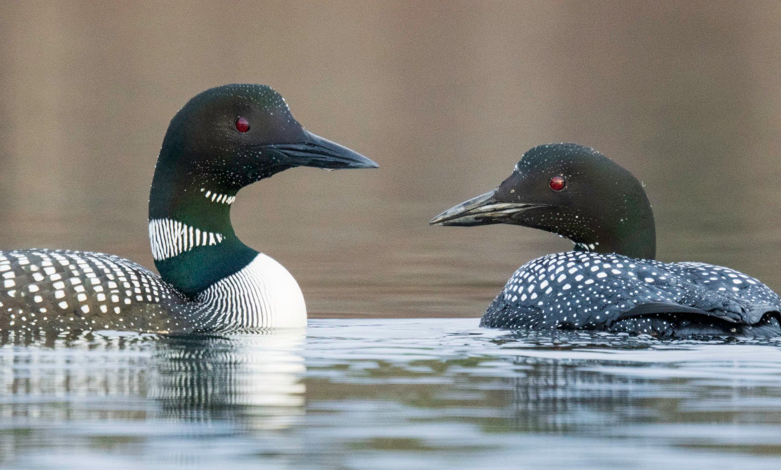 Two common loons, with their black-and-white plumage and distinctive red eyes, float close together on the calm water. Their sleek black heads turned slightly towards each other.