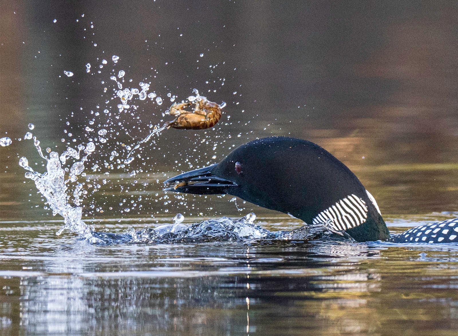 A loon with striking black and white plumage catches a fish, causing splashes in the calm water.