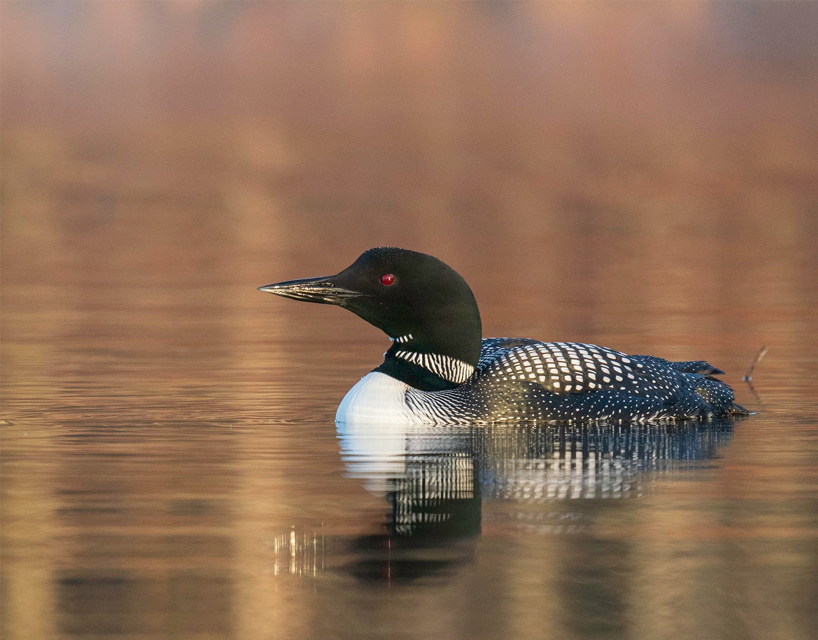 A common loon with striking black-and-white plumage, its red eyes standing out, swims on a tranquil golden lake.