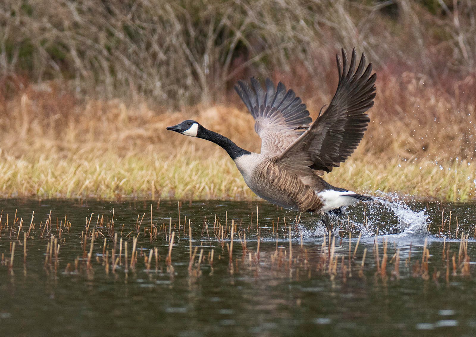 A Canada goose takes off from a pond, wings spread, water droplets splashing, tall dry grass in the background.