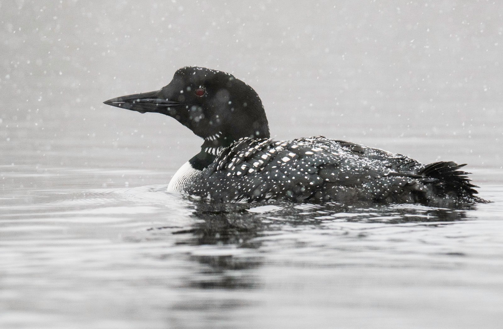 A common loon with striking black and white plumage floats on the tranquil water beneath a gentle snowfall.