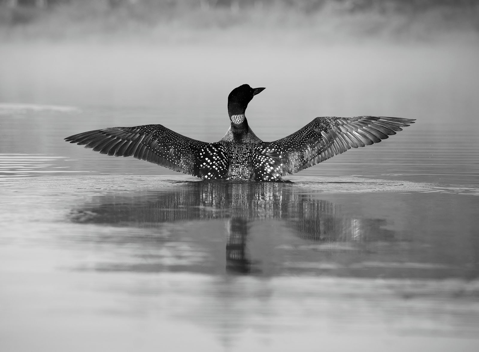 In the black and white image, a loon spreads its wings and floats on a foggy lake, creating a perfect reflection in the calm water.