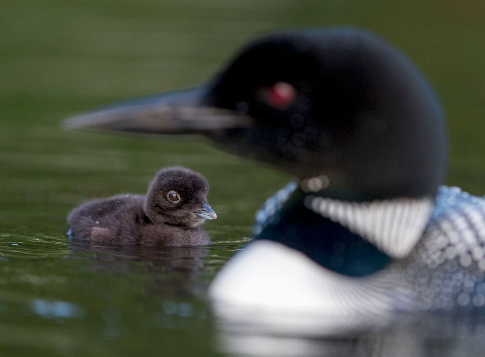 Close-up of a loon swimming on the water with its fluffy dark brown chick. The striking black and white patterned plumage of adult loons contrasts with the simple brown plumage of nestlings.