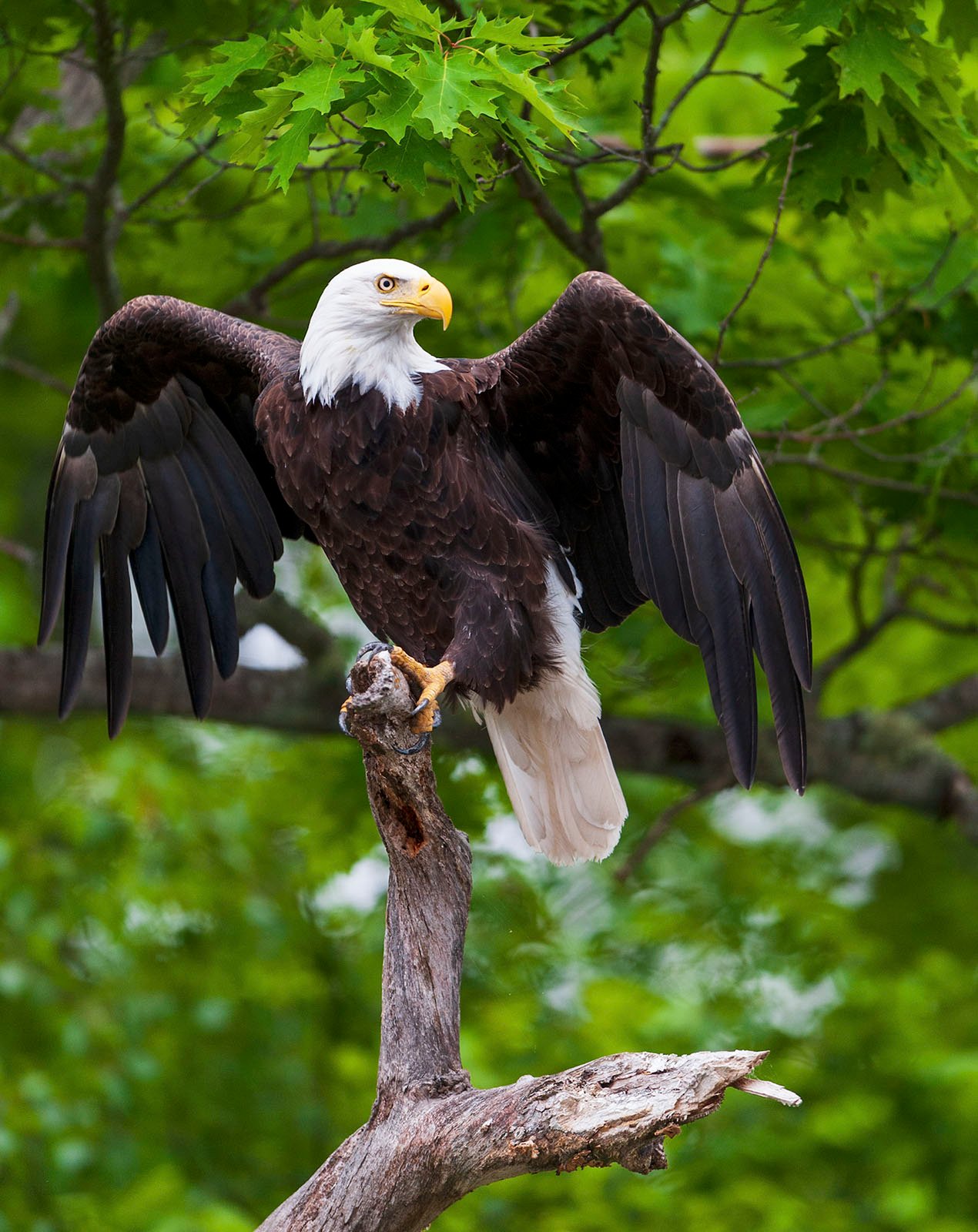 A majestic bald eagle perches on a tree branch, striking wings spread, against a backdrop of lush green foliage.