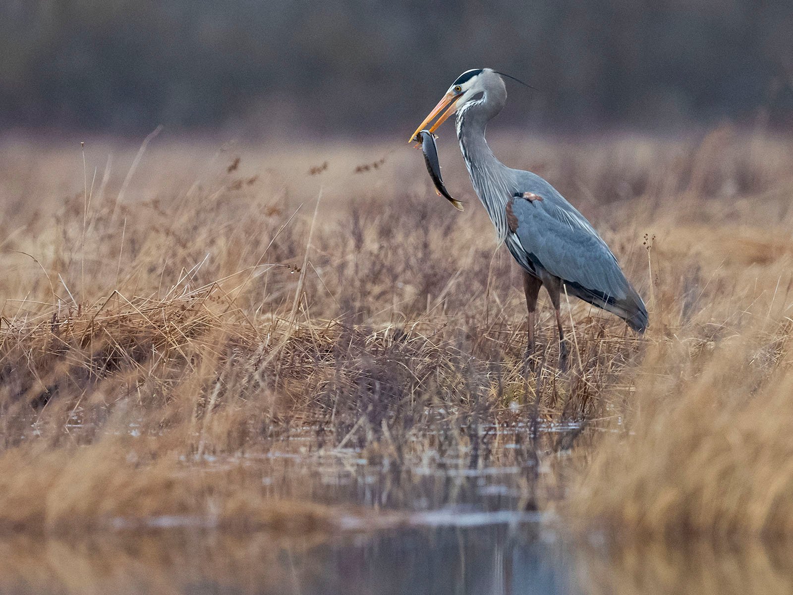 In a quiet marsh, a great blue heron stood in shallow water among tall dry grass, holding a fish in its mouth.