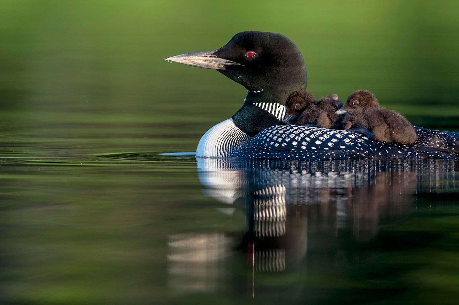 A common loon, with a sleek black head and spotted body, floats in the calm water, carrying two fluffy brown chicks on its back. The bird's distinctive red eyes are striking.
