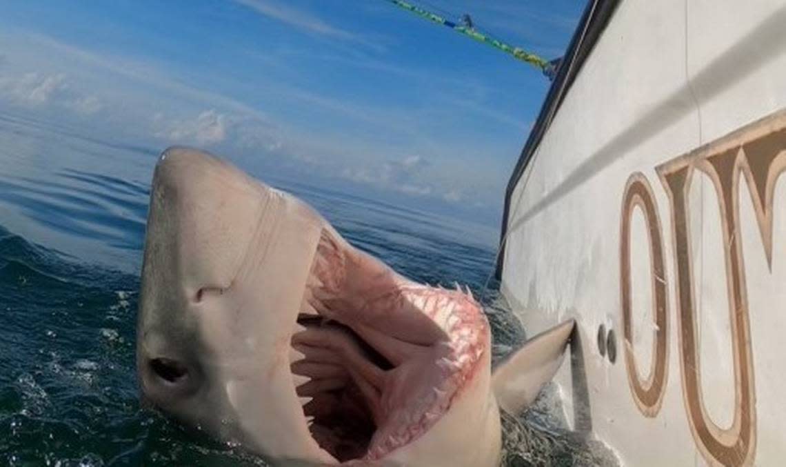 On Saturday, December 18, 2021, charter captain Chip Michalove of Outcast Sport Fishing reeled in and released the first great white shark of the winter off Hilton Head Island, South Carolina.