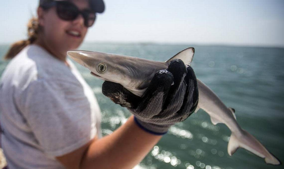 The Atlantic sharpnose shark is the most common shark found around beaches and piers.