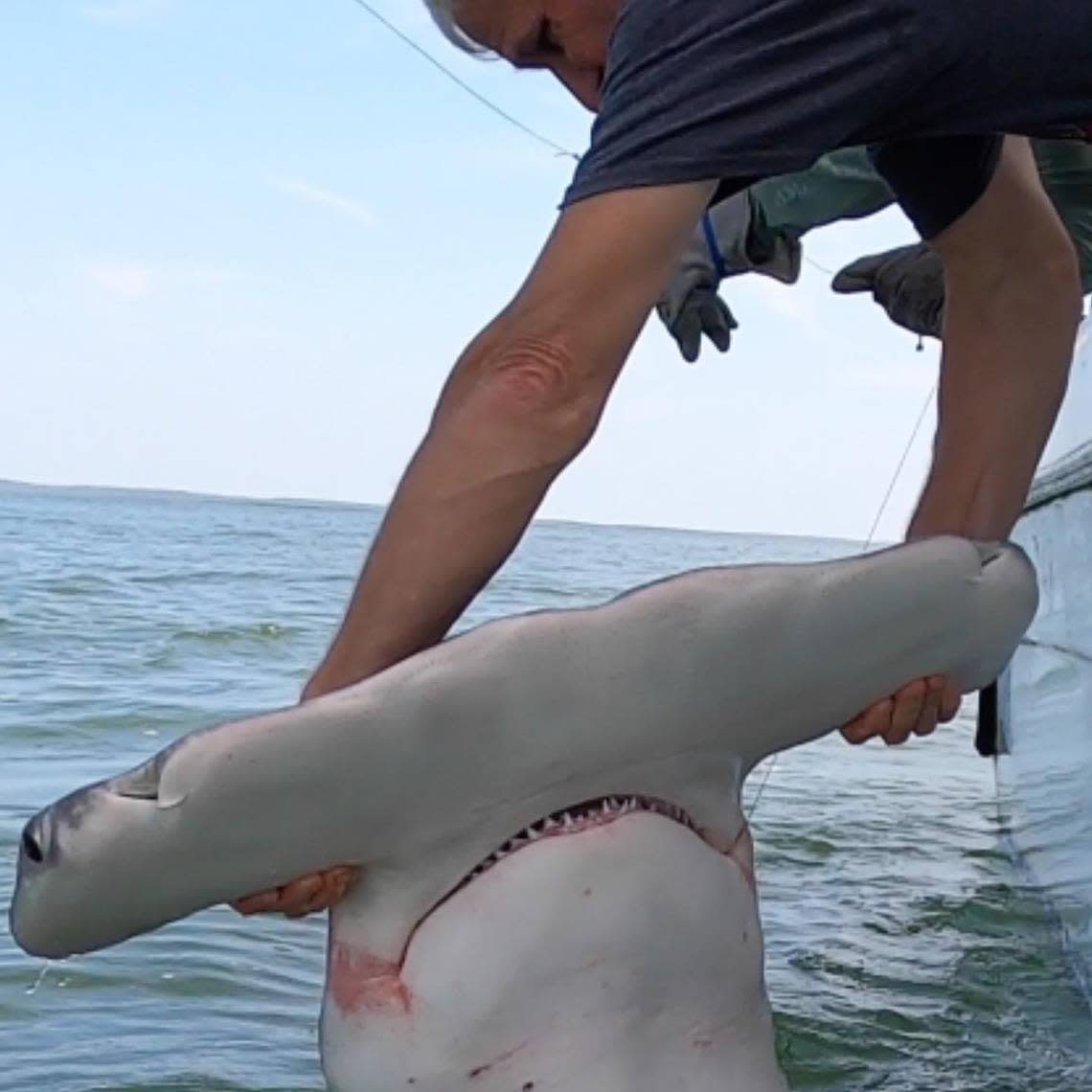 Hammerhead shark caught and released in Hilton Head Island waters.