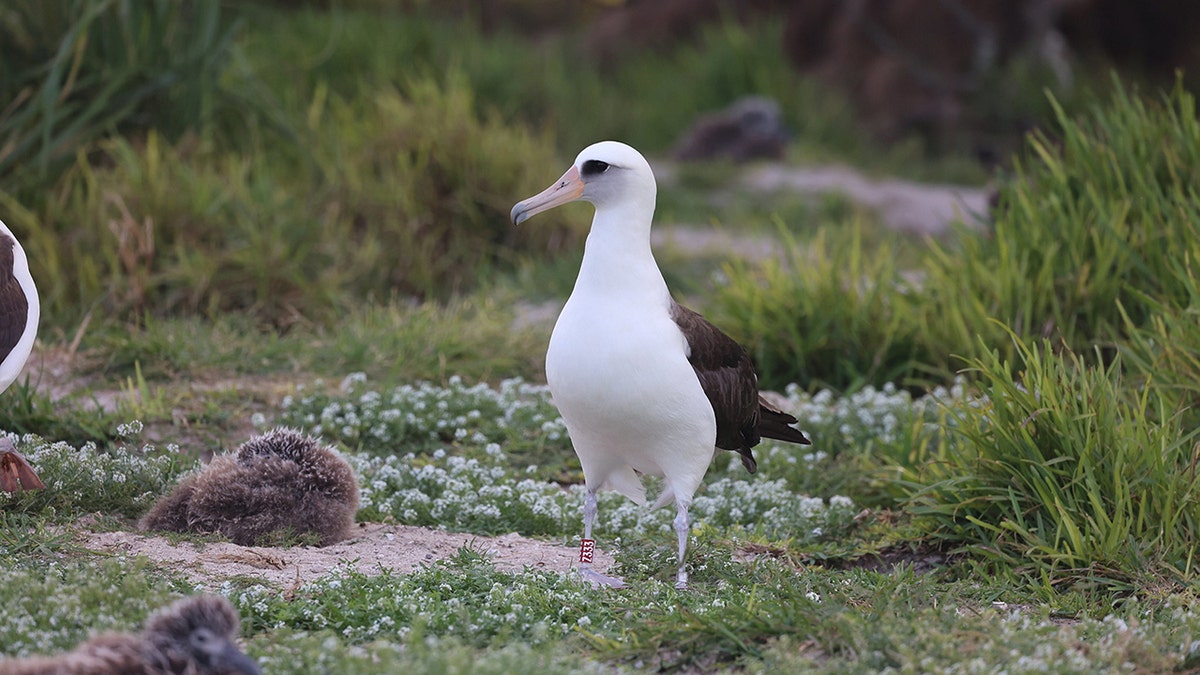 wise albatross