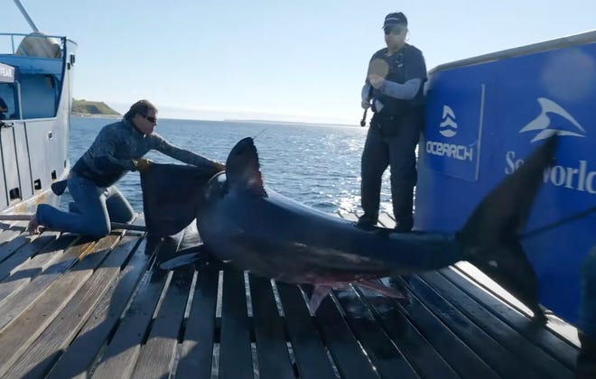 A 1,644-pound great white shark tracked by OCEARCH, named Scot, made noise in the waters off Palm Cove on Friday.