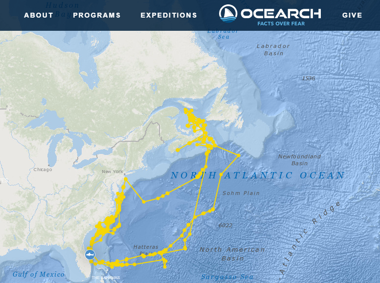 Breton, a 1,400-pound OCEARCH-tagged white shark, appears to have created a self-portrait using the pings of his journey that the team's shark tracker received.