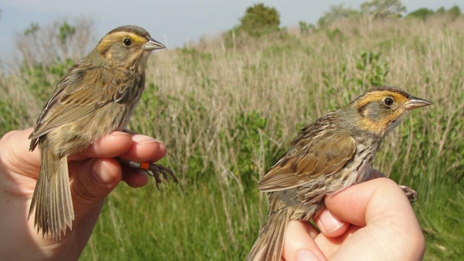 A bird's troubles reveal the story of rising sea levels in salt marshes