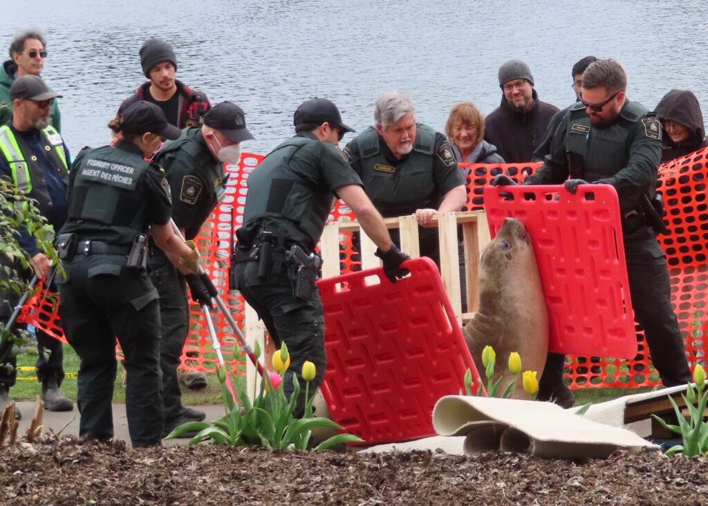 A celebrity seal was moved 125 miles away. He showed up again a few days later.