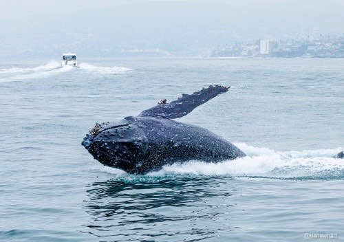 A playful humpback whale, three minke whales and dolphins perform near South Laguna