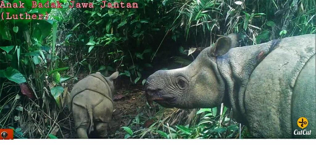 A poaching gang may have killed 10% of Javan rhinos since 2019