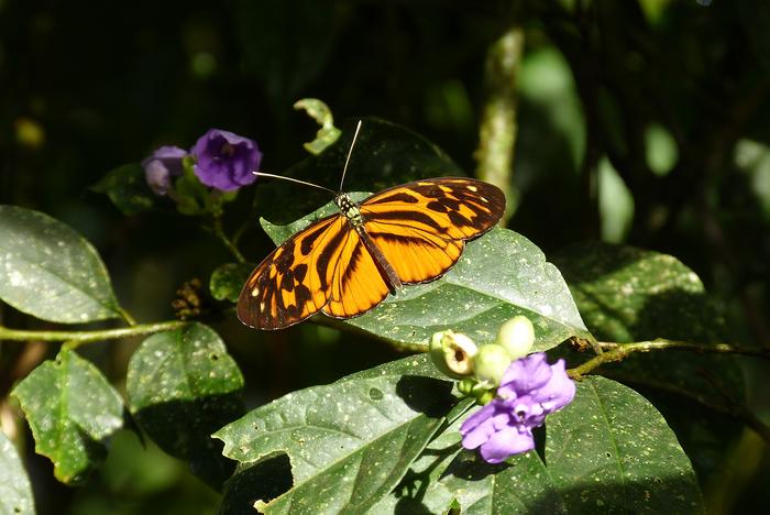 Amazon butterflies show how new species evolve through hybridization