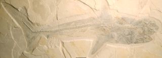 Photograph of the shark fossil; angle showing full side view of the body.