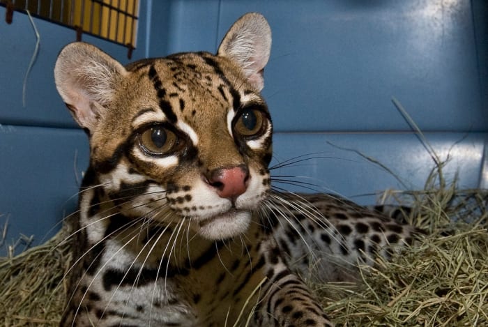 Are ocelots, the endangered South Texas wild cats, making a comeback?