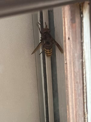 Photo of suspect submitted by Graham resident "murder hornet"