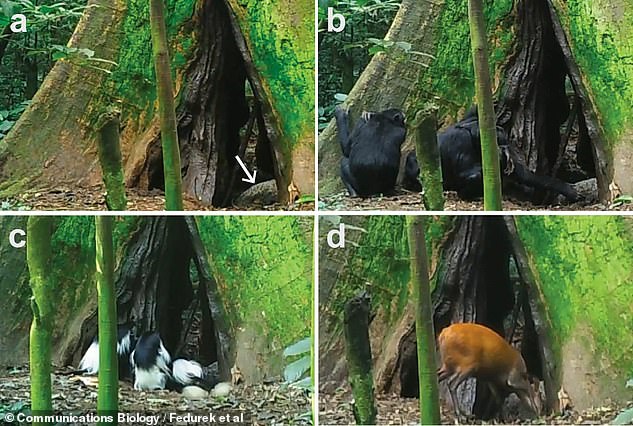 The photos, taken with a motion-sensitive trail camera, capture the following: A) A pile of guano at the entrance to a tree cavity where a bat roosts; B) A chimpanzee eating guano; C) A black and white colobus monkey eating guano; D) A Redbuck, an antelope, eats bird droppings.