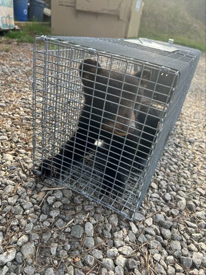 A cub found at the Burlington Village Apartments was temporarily placed in a cage to be transported to the Appalachian Wildlife Refuge in Candler, North Carolina, after a resident attempted to take a selfie with it.