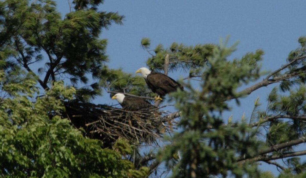 Bald eagles are back, but the great blue heron pays the price - VTDigger