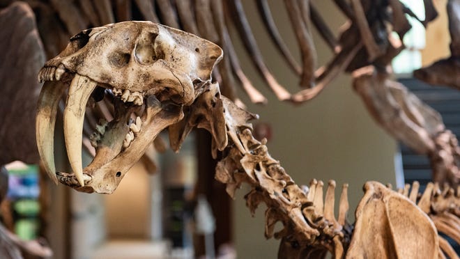 Bones of extinct apex predator saber-tooth tiger found in multiple sclerosis