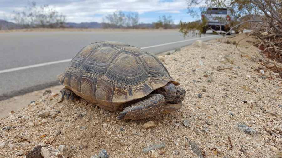 California lists Mojave Desert tortoise as endangered