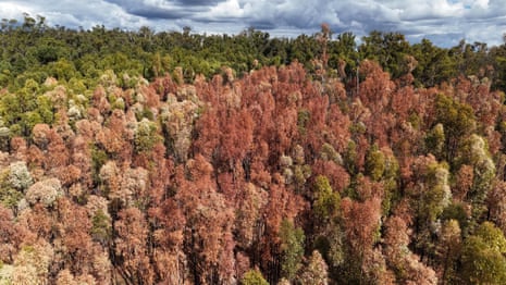 Century-old Eucalyptus grandis dies in heat and drought, turning Western Australia's eucalyptus forests brown