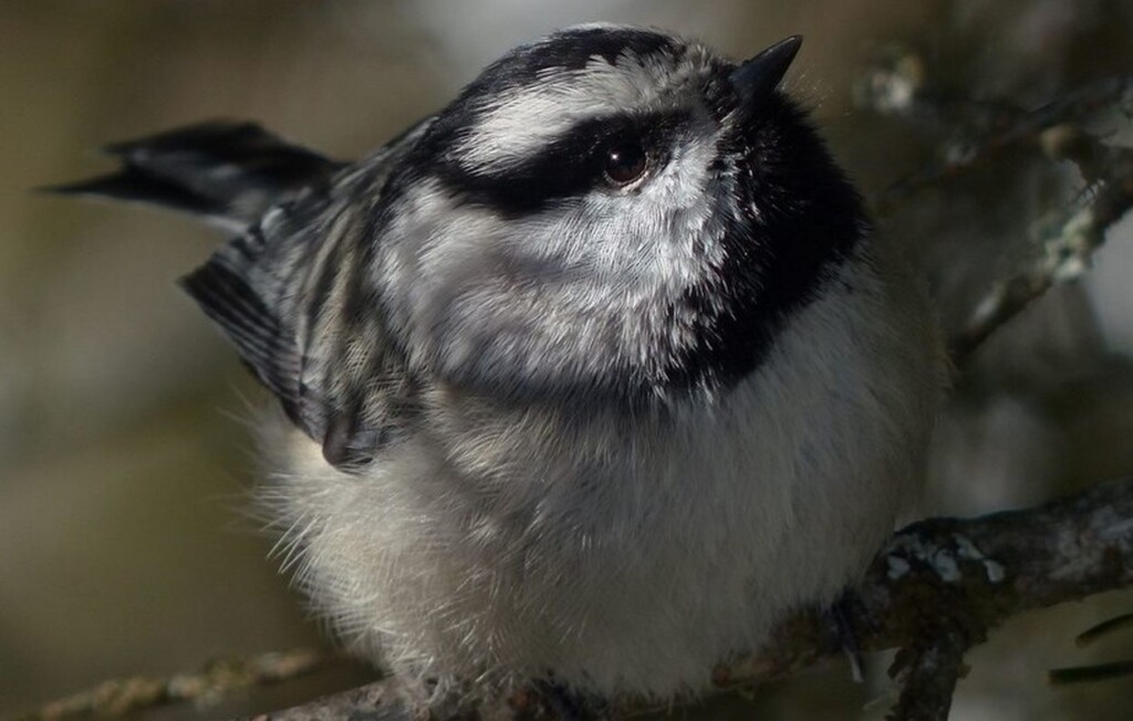 Chickadees have extraordinary memories and can recall the locations of 10,000 hidden treats