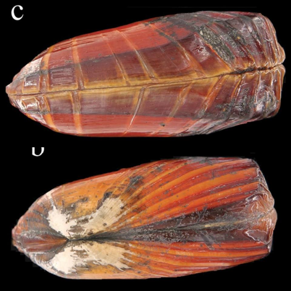 The bivalve shell is nearly rectangular, making it unique among other deep-sea bivalve species. Gan Zhibin and Dong Dong from Yang M, Li B, Gan Z, Dong D, Li X (2024)/ZooKeys
