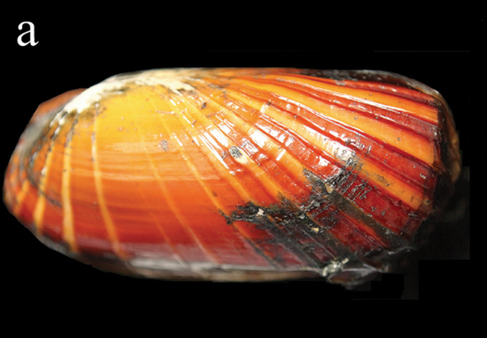The new species of bivalve has a shell with ridges and a flat top, the researchers said. Gan Zhibin and Dong Dong from Yang M, Li B, Gan Z, Dong D, Li X (2024)/ZooKeys
