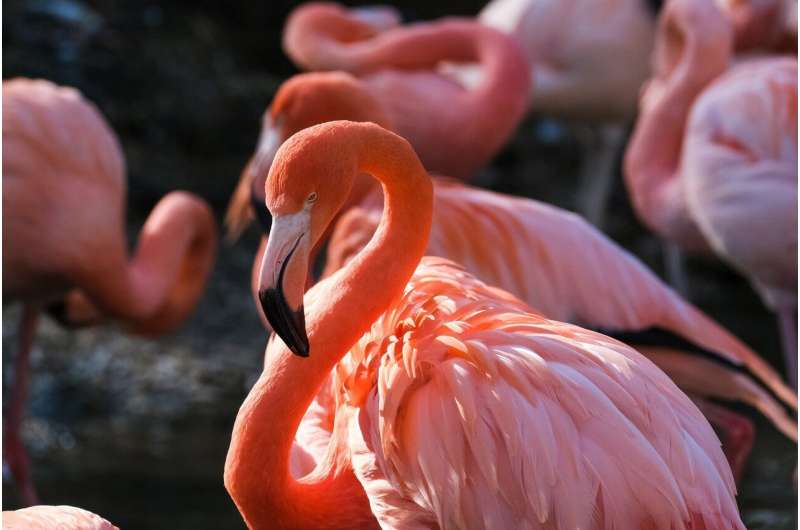 East Africa's 'soda lake' is rising, threatening its iconic flamingos