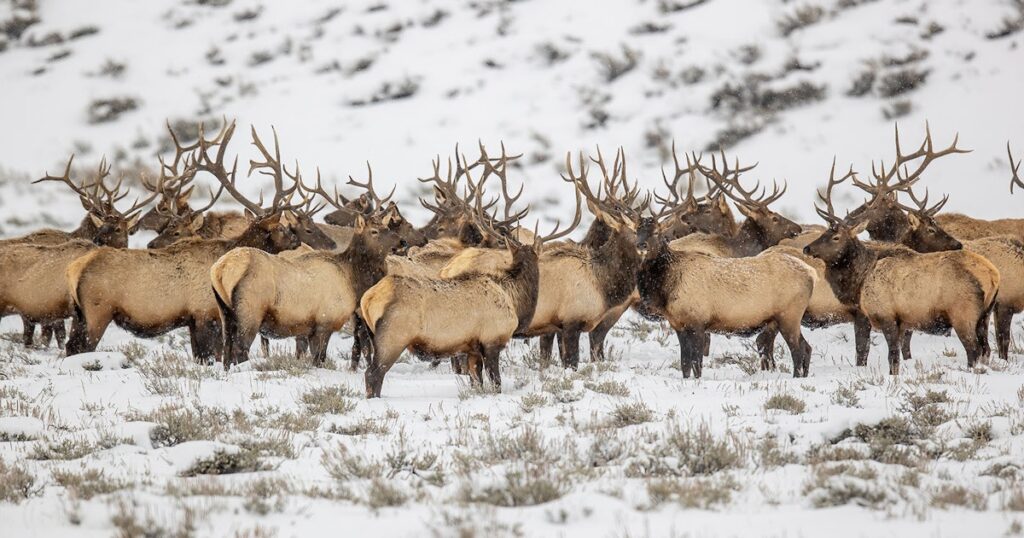 Elk hunting in Wyoming's remote Little Siberia may help reduce deer population