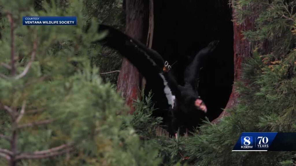 Endangered California condor care affected by slip in Big Sur