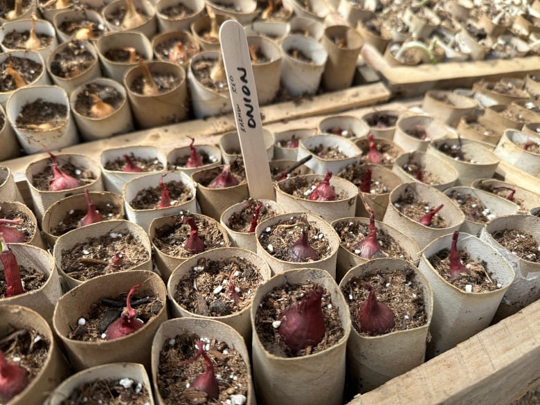 There are rows of toilet paper rolls in wooden boxes filled with soil and onion seedlings sprouting. 
