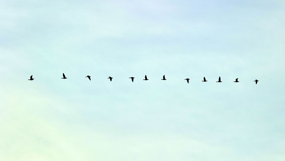 Finally, we know some of the math behind how birds flock