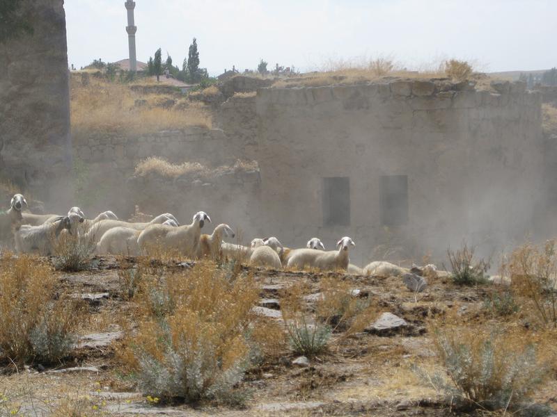 Today's descendants of the first domestic sheep of Central Anatolia. Even today, agriculture in this region is still largely based on large flocks of sheep.