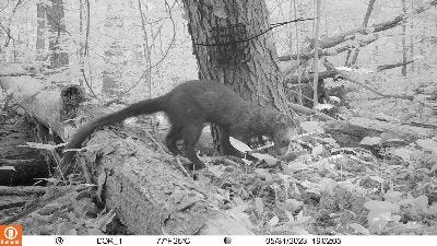 Fishermen have been identified in nine Northeast Ohio counties through verified sightings, such as those on trail cameras. The fisher is a medium-sized mammal related to river otters and weasels.