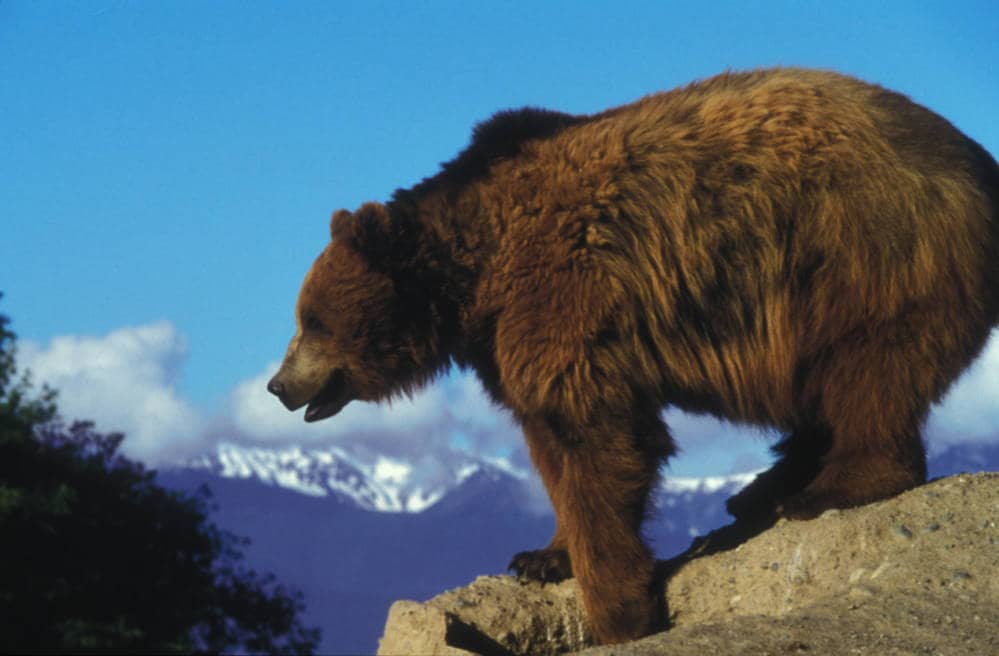 Frontier myths denigrate California grizzly bears. Science tells a new story.