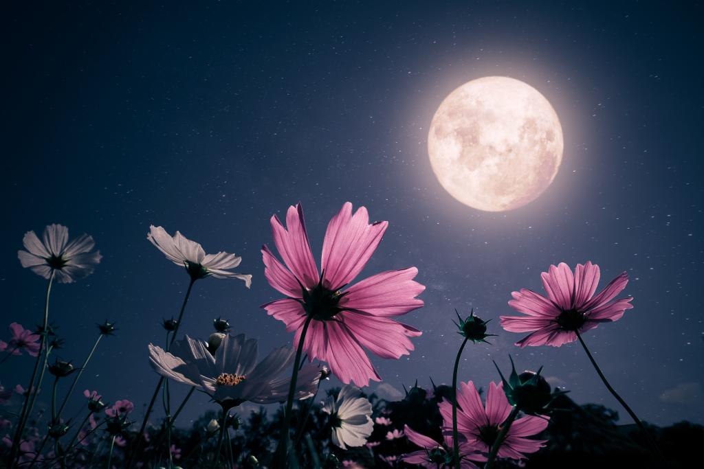 Get ready to unleash yourself during April’s pink full moon in Scorpio