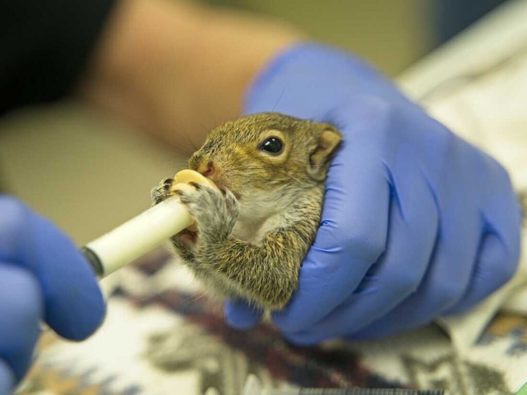 Giving baby squirrels and other injured wildlife a second chance