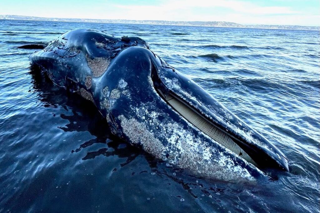 Gray whale washed ashore on Vashon Island - Beachcomber, Maury Island