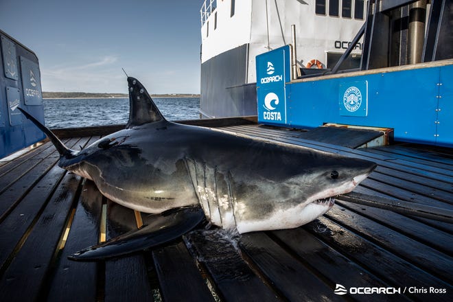 The white shark Keji pinged on November 30, 2023, in the waters off St. Augustine.  Keji was tagged by Ocearch on September 22, 2021, near Ironbon Island, Nova Scotia.