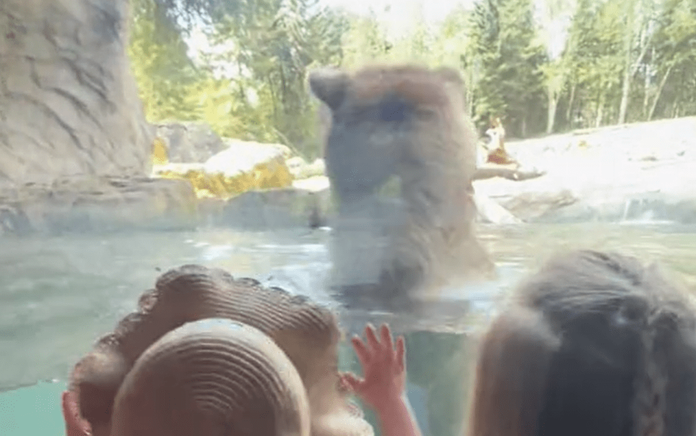 Grizzly bears give kids a crash course in nature as they feast on a family of ducks in a zoo enclosure