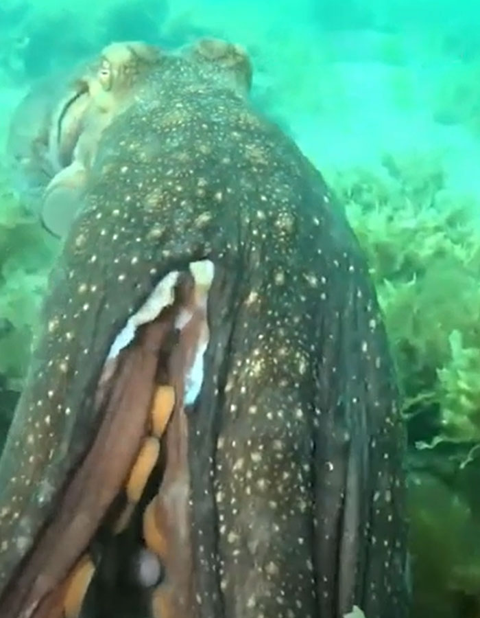 'He wanted me to follow him': Diver's interaction with curious octopus leads to discovery of shrine