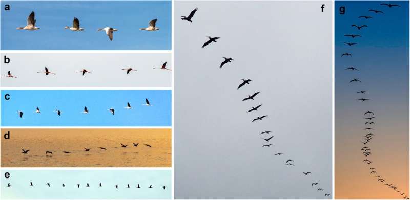 How do birds flock together?Researchers reveal previously unknown aerodynamic phenomenon through mathematical calculations