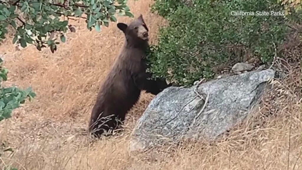 Increase in bear sightings at San Bernardino campground sparks alarm